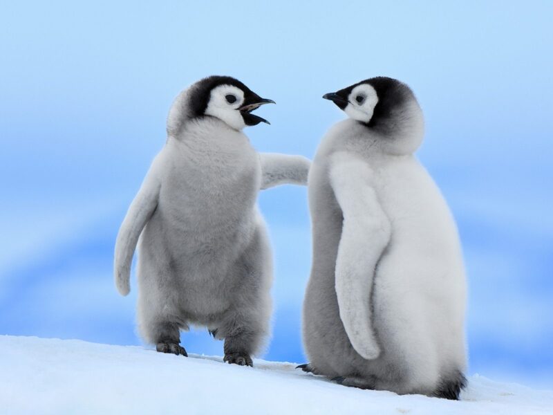Giving the Gift of your Attention in Conversations
